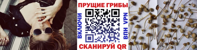 наркошоп  Спасск-Дальний  Псилоцибиновые грибы Psilocybine cubensis 
